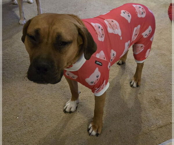Medium Photo #9 Boxer-Unknown Mix Puppy For Sale in Germantown, OH, USA