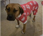 Small #8 Boxer Mix