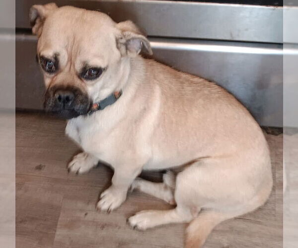 Medium Photo #1 Pug-Unknown Mix Puppy For Sale in San Bernardino, CA, USA