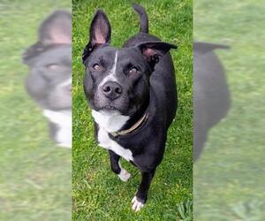 Mutt Dogs for adoption in Akron, OH, USA