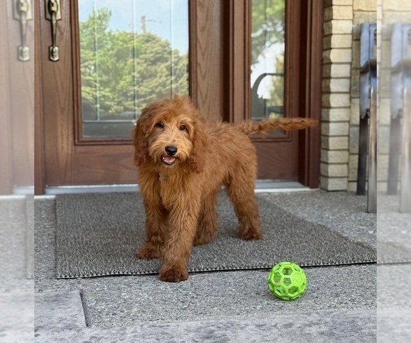 Medium Photo #5 Goldendoodle Puppy For Sale in WOLCOTT, IN, USA