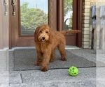 Small #4 Goldendoodle
