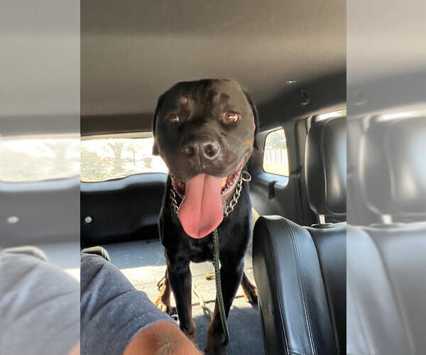 Medium Photo #3 Rottweiler Puppy For Sale in Hillsboro, NH, USA