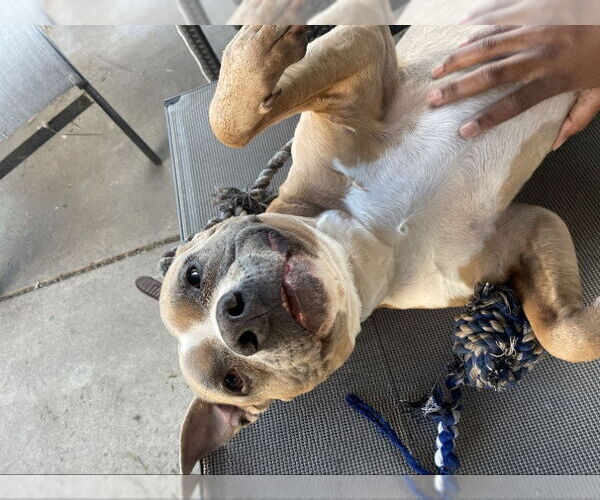 Medium Photo #4 American Pit Bull Terrier-American Staffordshire Terrier Mix Puppy For Sale in San Diego, CA, USA