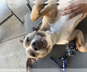 Tony - Male American Pit Bull Terrier-American Staffordshire Terrier Mix Dog for Adoption - Photo #4