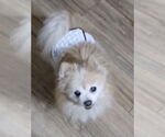 Small #3 Pomeranian