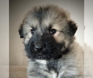 Euro Mountain Sheparnese Puppy for sale in YUCCA VALLEY, CA, USA