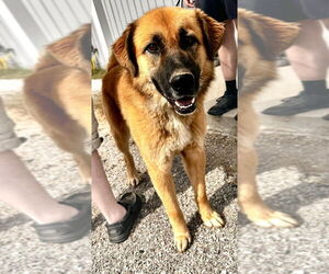 Mutt Dogs for adoption in Evansville, IN, USA