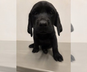 Labrador Retriever Puppy for sale in TAMPA, FL, USA
