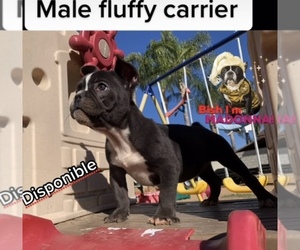 French Bulldog Puppy for sale in MORENO VALLEY, CA, USA