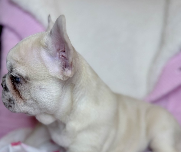 Medium Photo #3 French Bulldog Puppy For Sale in WINDSOR, MO, USA