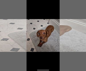 Dachshund Dogs for adoption in Buffalo, MN, USA