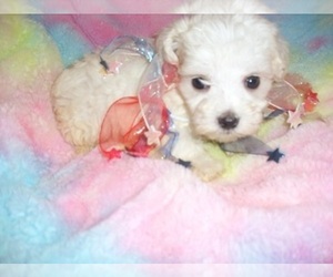 Maltese Puppy for Sale in JACKSON, Mississippi USA
