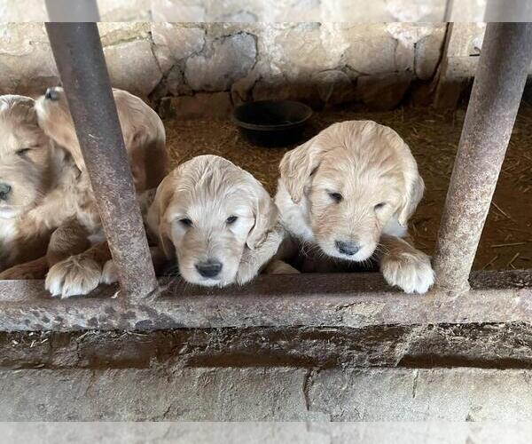 Medium Photo #7 Goldendoodle Puppy For Sale in GOSHEN, IN, USA
