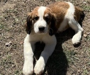 English Springer Spaniel-Great Pyrenees Mix Puppy for Sale in CHAPEL HILL, North Carolina USA