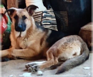 German Shepherd Dog Puppy for sale in YUCCA VALLEY, CA, USA