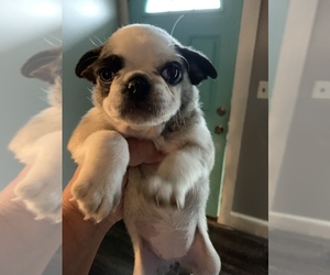 Pug Puppy for sale in ELLENDALE, NC, USA
