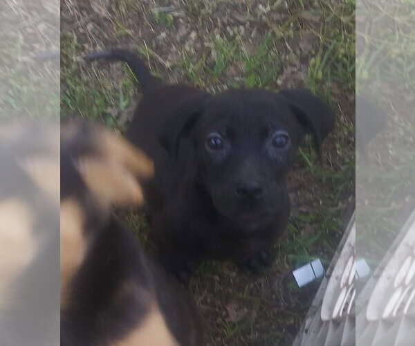 Medium Photo #6 Border Collie-Catahoula Leopard Dog Mix Puppy For Sale in Oakhurst, NJ, USA