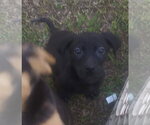 Small #5 Border Collie-Catahoula Leopard Dog Mix