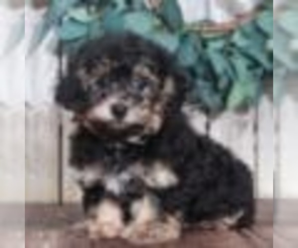 Medium Photo #1 Yo-Chon Puppy For Sale in MOUNT VERNON, OH, USA