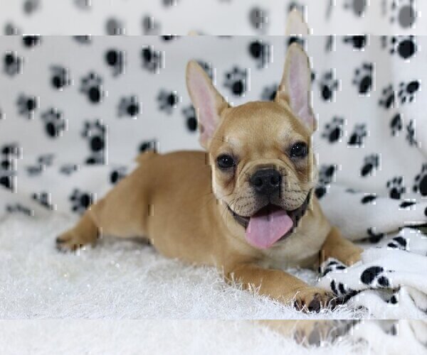 Medium Photo #4 French Bulldog Puppy For Sale in OLD WESTBURY, NY, USA