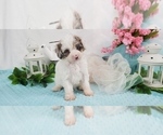 Puppy 1 Aussie-Poo-Aussiedoodle Mix
