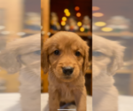 Small Golden Retriever