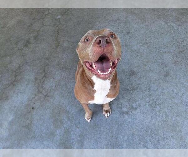 Medium Photo #2 American Staffordshire Terrier-Unknown Mix Puppy For Sale in Grand Prairie, TX, USA