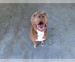 Small #1 American Staffordshire Terrier Mix