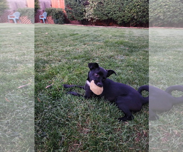 Medium Photo #3 Chihuahua-Unknown Mix Puppy For Sale in Yuba City, CA, USA