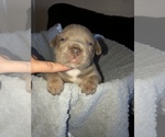 Small Photo #25 American Bully Puppy For Sale in CONCORD, CA, USA