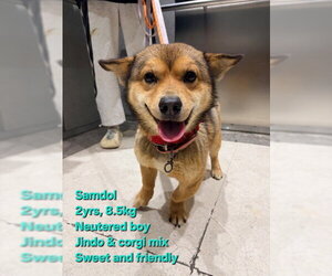 Mutt Dogs for adoption in Agoura Hills, CA, USA