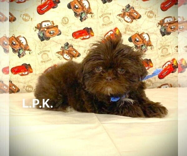 Medium Photo #2 Shih Tzu Puppy For Sale in WINNSBORO, LA, USA