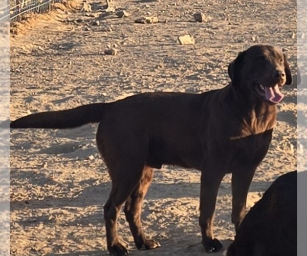Medium Photo #1 Labrador Retriever Puppy For Sale in COLCORD, OK, USA