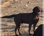 Small Photo #1 Labrador Retriever Puppy For Sale in COLCORD, OK, USA