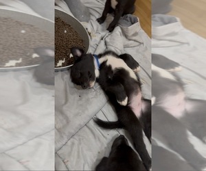 Medium American Staffordshire Terrier-Siberian Husky Mix