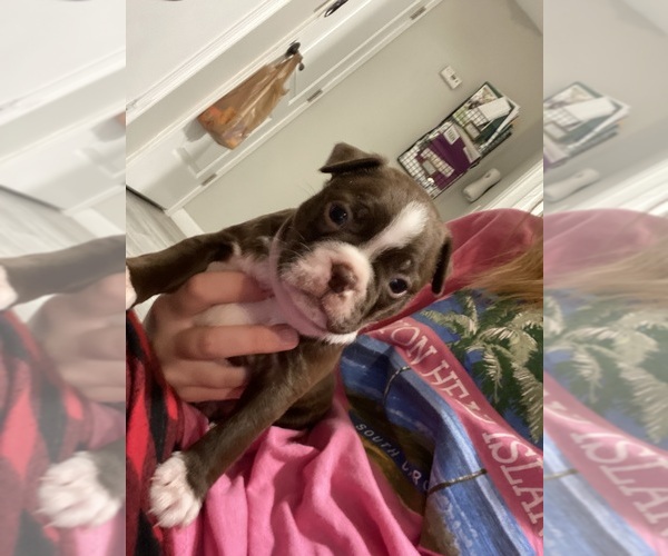 Medium Photo #1 Boston Terrier Puppy For Sale in MANCHESTER, NH, USA