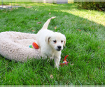Small #3 Golden Retriever