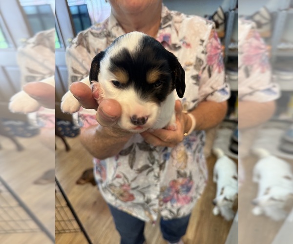 Medium Photo #2 Dachshund Puppy For Sale in ASHLAND, NE, USA