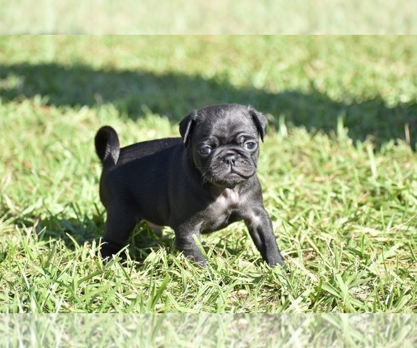 Medium Photo #2 Pug Puppy For Sale in PALM COAST, FL, USA