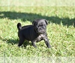 Small #1 Pug