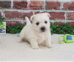 Small #1 West Highland White Terrier