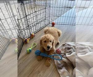Goldendoodle Puppy for sale in BRIGHTON, MO, USA
