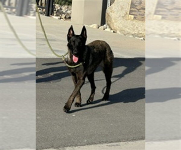 Medium Photo #1 Mutt Puppy For Sale in Norco, CA, USA