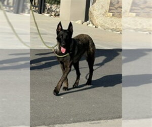 Mutt Dogs for adoption in Norco, CA, USA