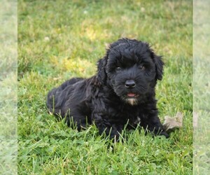 Poodle (Miniature)-Whoodle Mix Puppy for sale in GAP, PA, USA