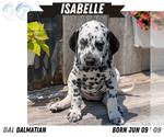 Small Photo #29 Dalmatian Puppy For Sale in GOSHEN, IN, USA