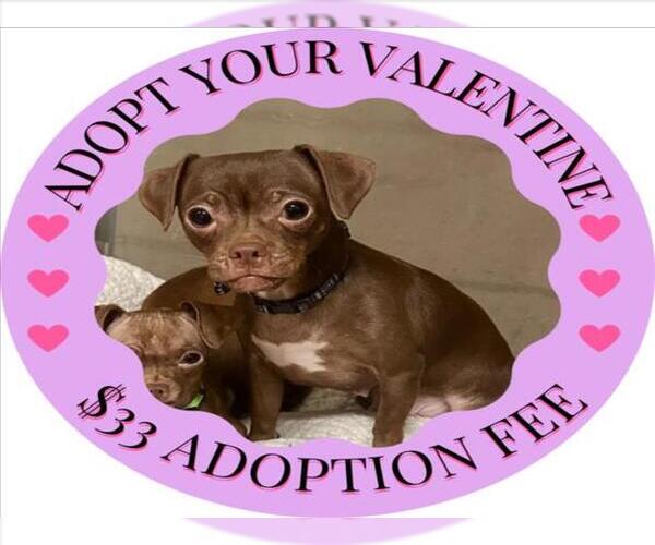 Medium Photo #1 Chihuahua Puppy For Sale in Santa Cruz, CA, USA