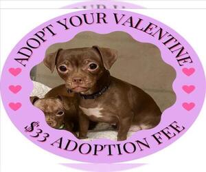 Chihuahua Dog for Adoption in Santa Cruz, California USA