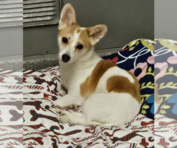 Medium Photo #2 Jack Chi Puppy For Sale in Agoura Hills, CA, USA